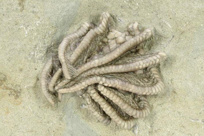Fossil Crinoid (Agaricocrinus) - Crawfordsville, Indiana #263079
